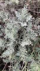 Artemisia fragrans
