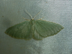 Celonoptera mirificaria