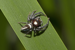 Opisthoncus mordax