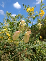 Colutea