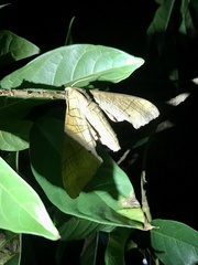 Marumba dyras