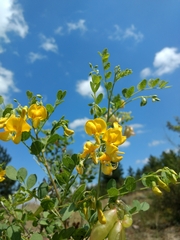 Colutea