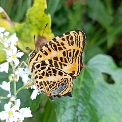 Symbrenthia niphanda