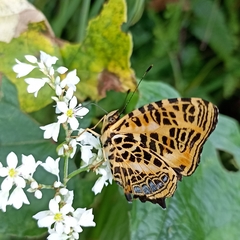 Symbrenthia niphanda