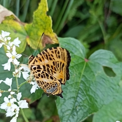 Symbrenthia niphanda