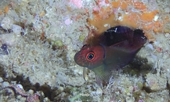 Cirripectes vanderbilti