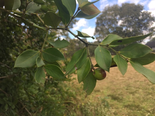 Carissa bispinosa image