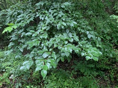 Actinidia arguta