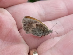 Coenonympha pamphilus