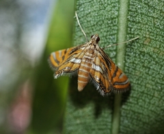 Strepsinoma