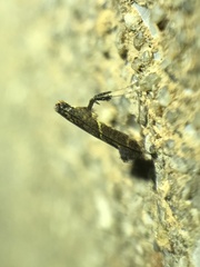 Caloptilia teucra