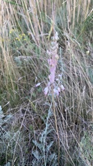 Allium praescissum