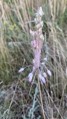 Allium praescissum