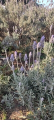 Lavandula