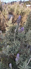 Lavandula