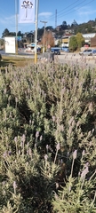 Lavandula