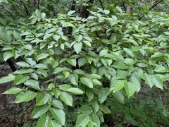 Carpinus cordata
