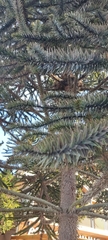 Araucaria angustifolia