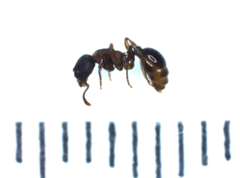 Myrmica lobicornis