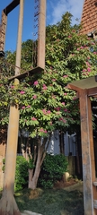 Rhododendron