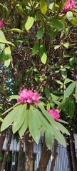 Rhododendron