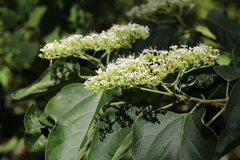 Clerodendrum mandarinorum