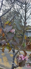 Prunus
