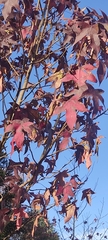 Liquidambar styraciflua