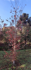 Liquidambar styraciflua