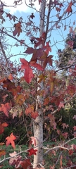 Liquidambar styraciflua