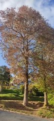 Liquidambar styraciflua