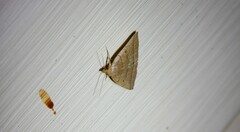 Zanclognatha obscuripennis