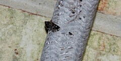 Bocchoris