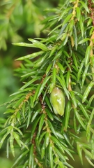 Oligotrophus juniperinus