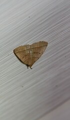 Zanclognatha obscuripennis