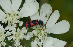 Trichodes favarius