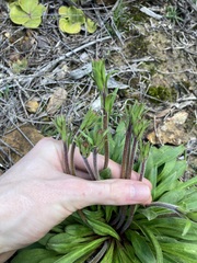 Stylidium pycnostachyum