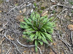 Stylidium pycnostachyum