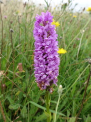 Gymnadenia densiflora