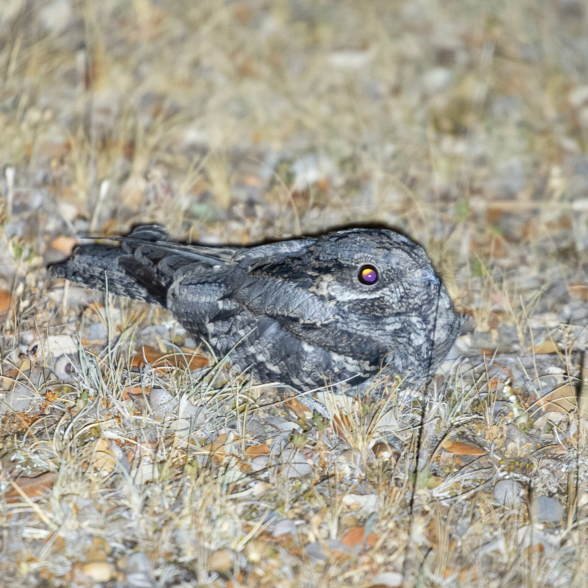 European Nightjar