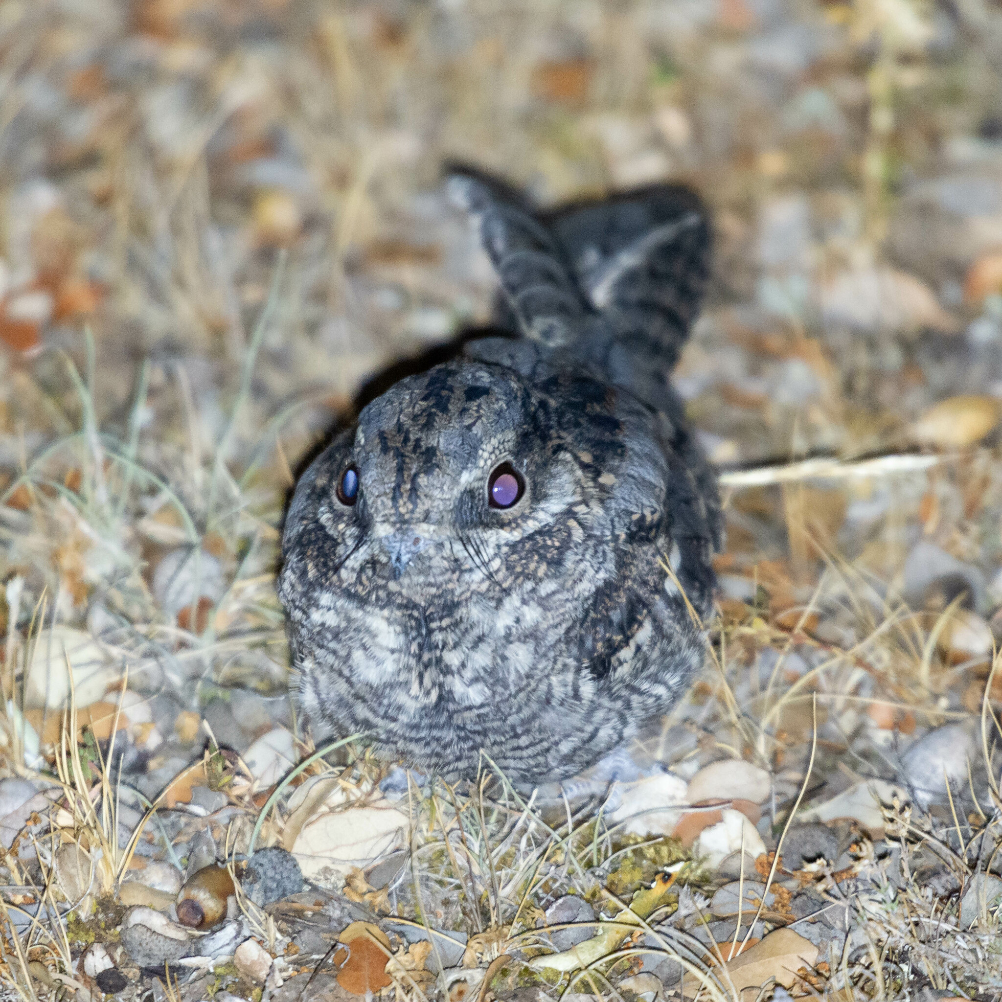European Nightjar