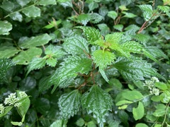 Urtica thunbergiana