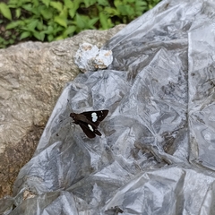 Notocrypta curvifascia