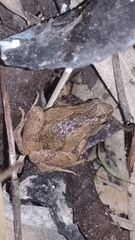 Microhyla fissipes