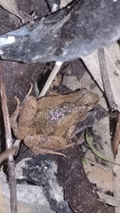 Microhyla fissipes