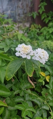 Lantana undulata