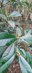Psychotria laciniata