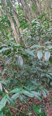 Psychotria laciniata