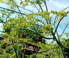 Foeniculum vulgare