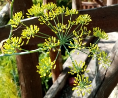 Foeniculum vulgare